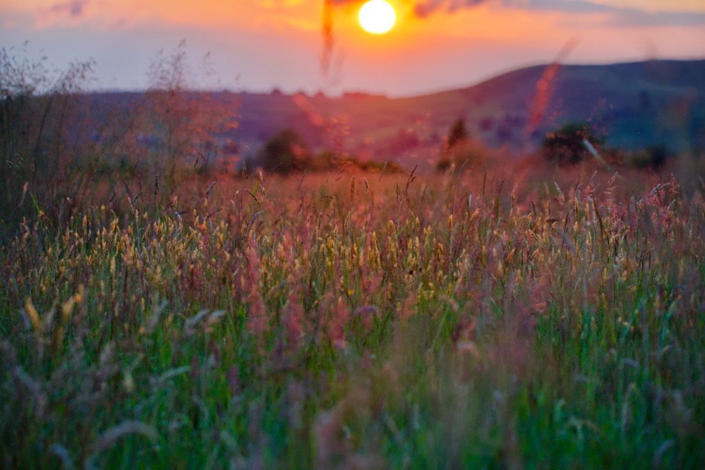 leek, staffordshire, sunset through the moorland grasses this evening....