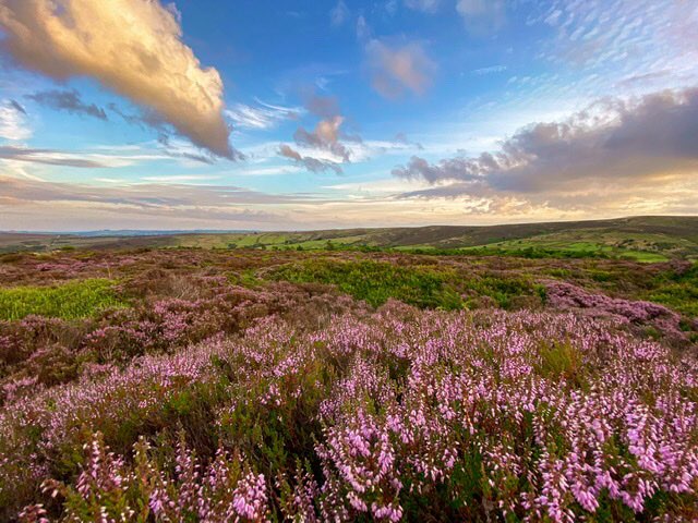 leek, staffordshire, The season of purple..& midges....