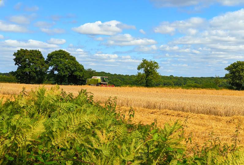 Berkhamsted, Herts, Harvest time...
