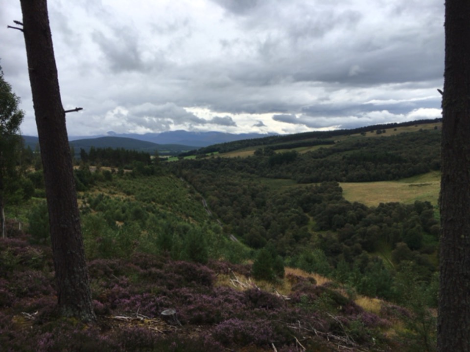 Grantown on Spey, Highlands, Rain showers forecast ...