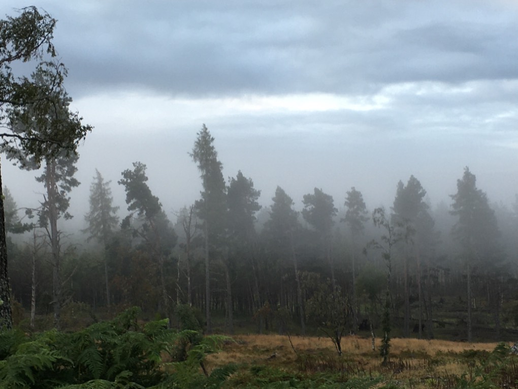Grantown on Spey, Highlands, Misty morning ...