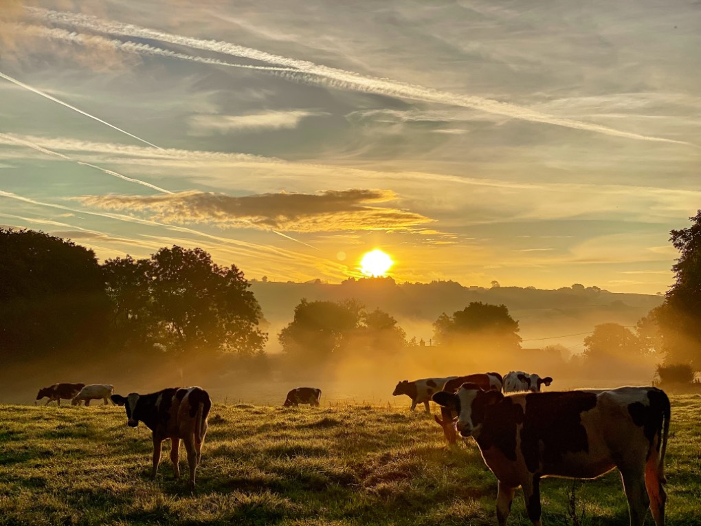 leek, staffordshire, cow scape from this mornings misty sunrise....