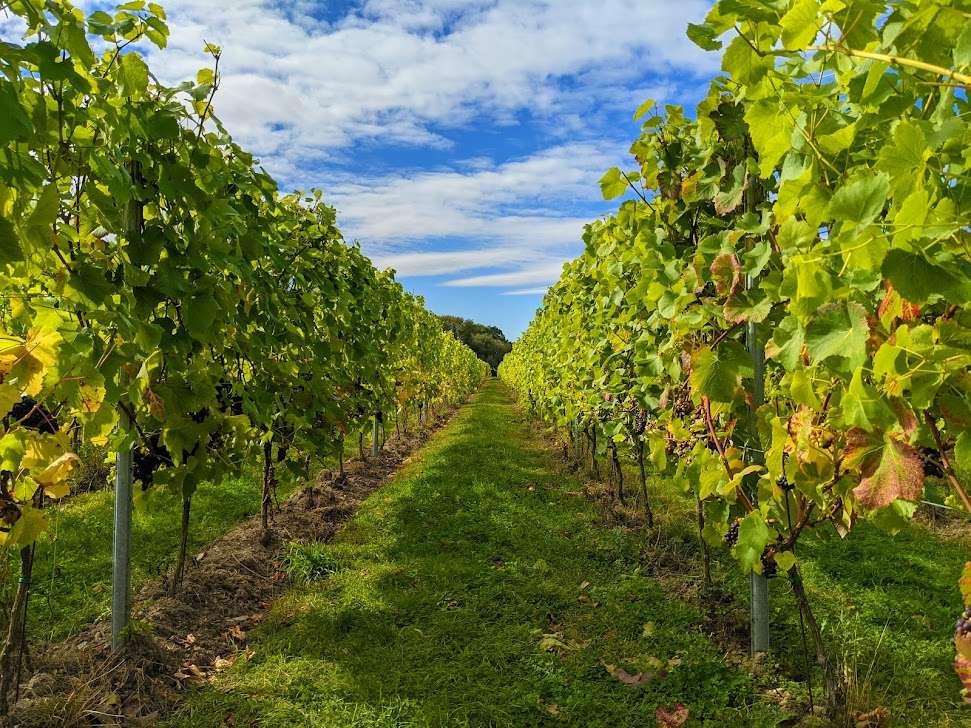 Fine weather for the grapes to ripen Prettyfields Vineyard, Essex,, sent by brian gaze