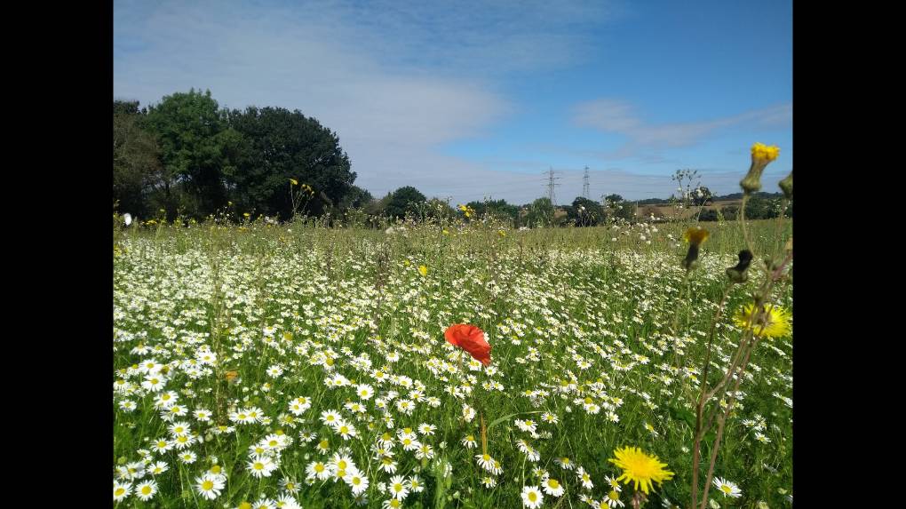 Late summer meadow in Essex Ugley, Essex,, sent by djrm
