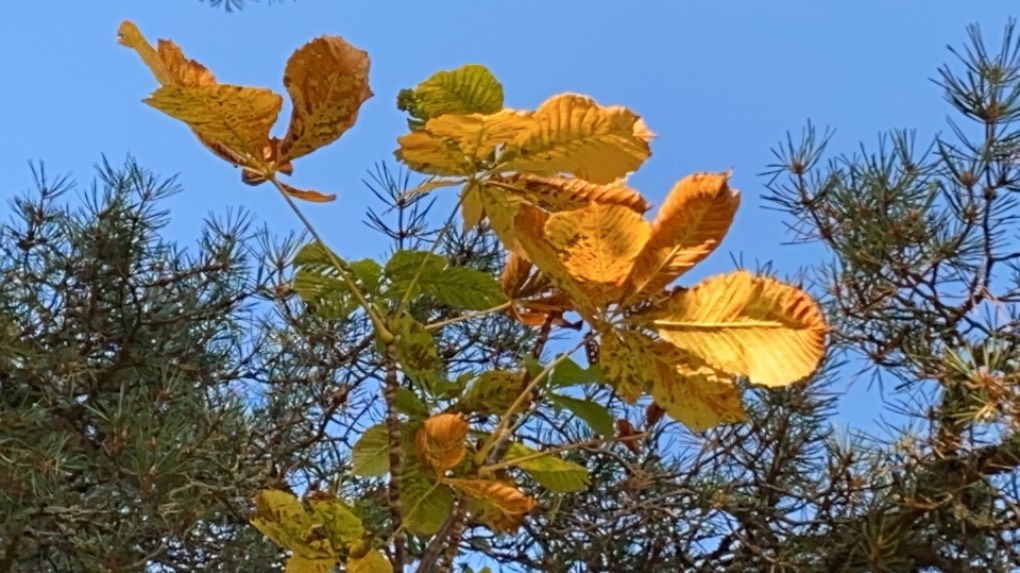 Grantown on Spey, Highlands, Autumn colours ...