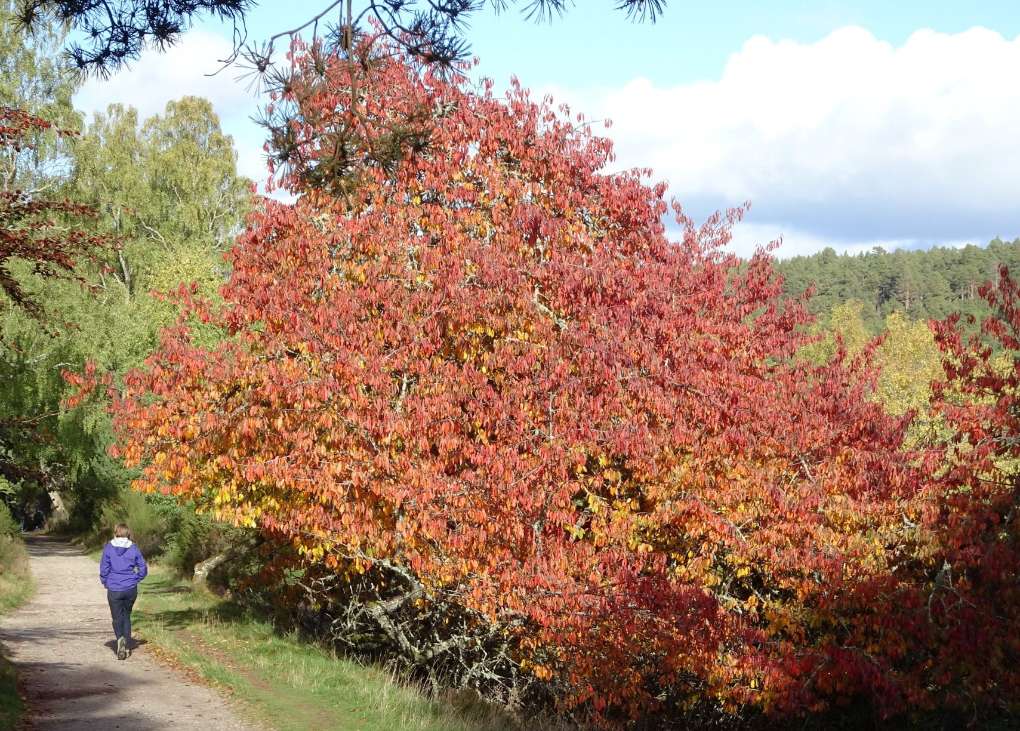 Aviemore, Strathspey,  Path arond Loch an Eilein, Rothiemurchus, 5 Oct '18...