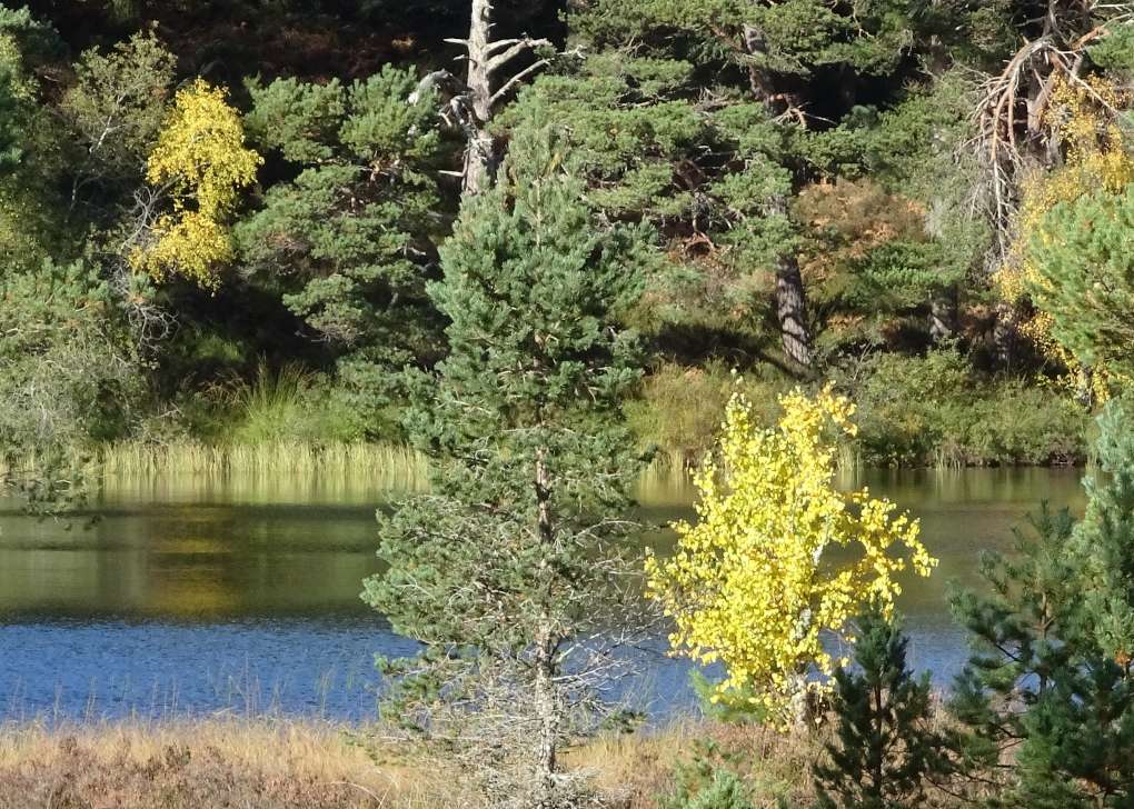 aviemore, strathspey, Birches, path around Loch an EilEin, Rothiemurchus...