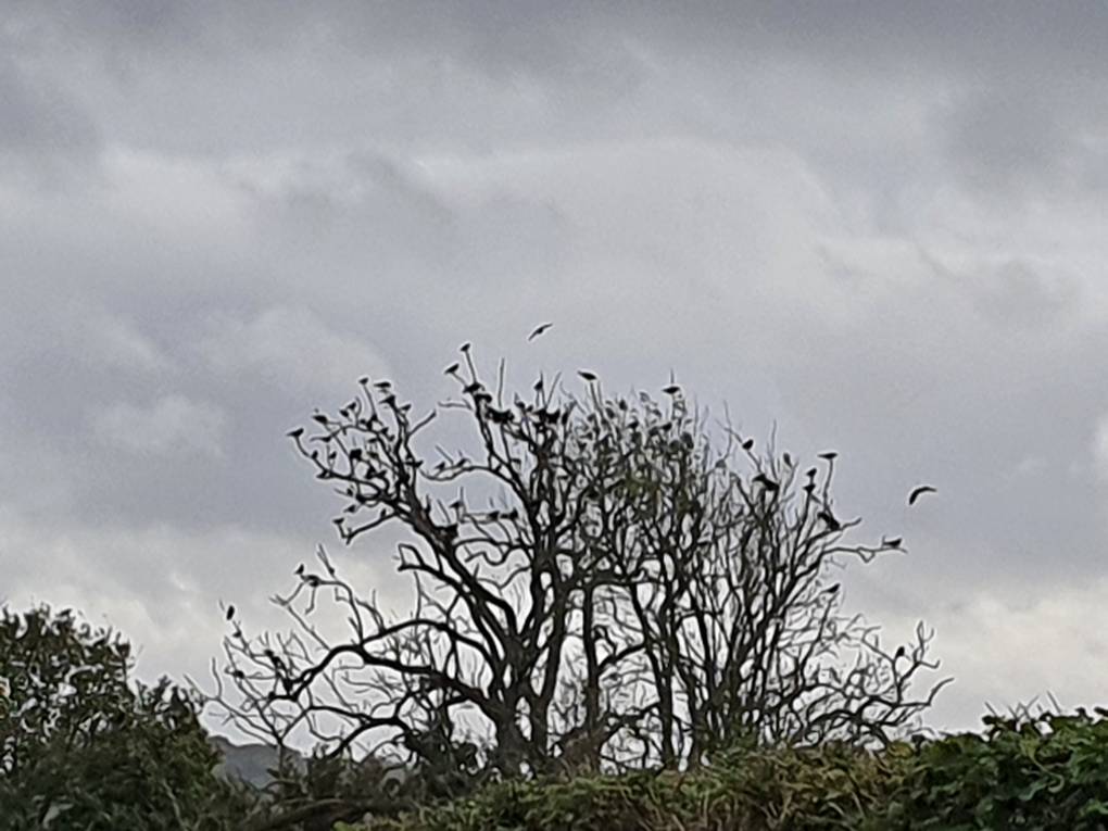 Cardiff, Cardiff, Autumn bird watch...