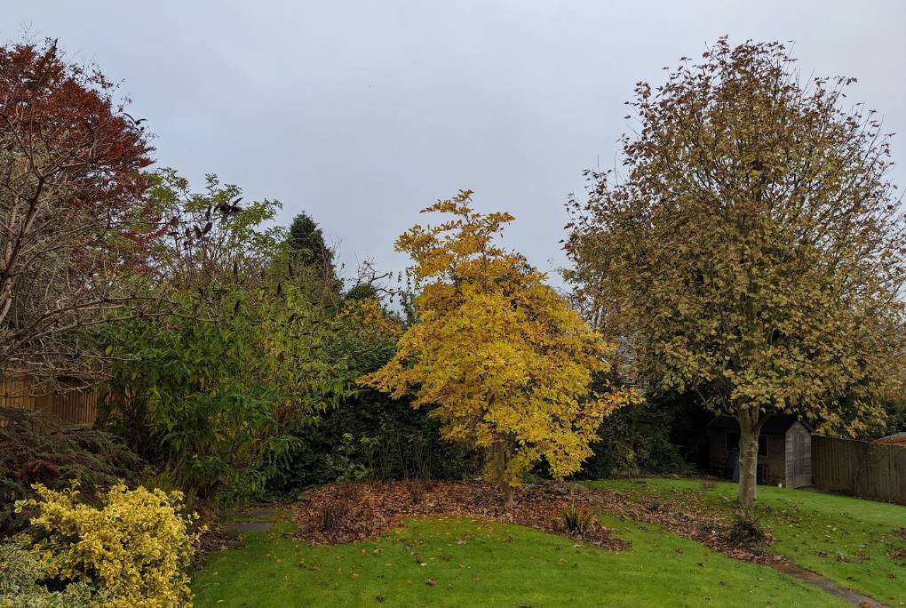 An overcast, damp and mild November day in the Chilterns Berkhamsted, Herts,, sent by brian gaze