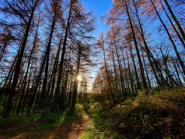 sunshine%20through%20the%20larches.. leek, staffordshire,uk, sent by toppiker60