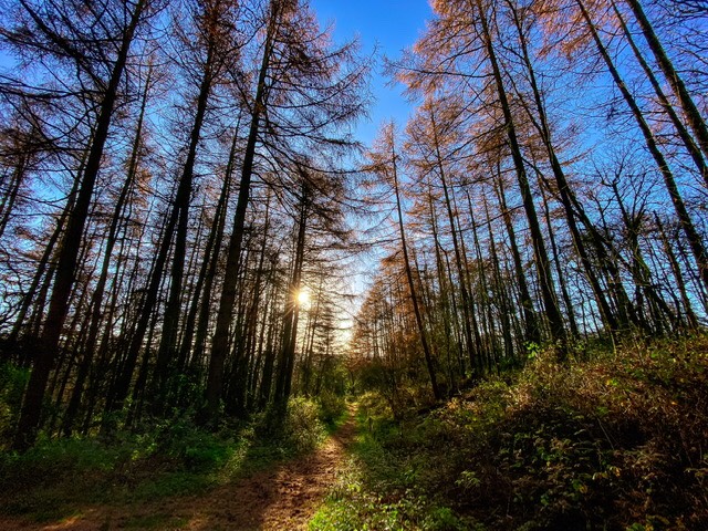 leek, staffordshire, sunshine through the larches.....