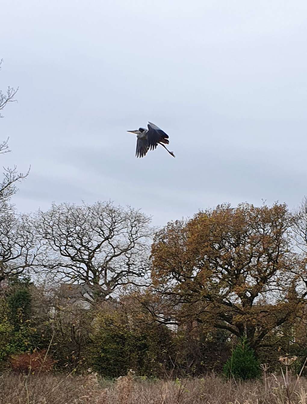 St Mellons, Cardiff, Grey Heron in grey sky...