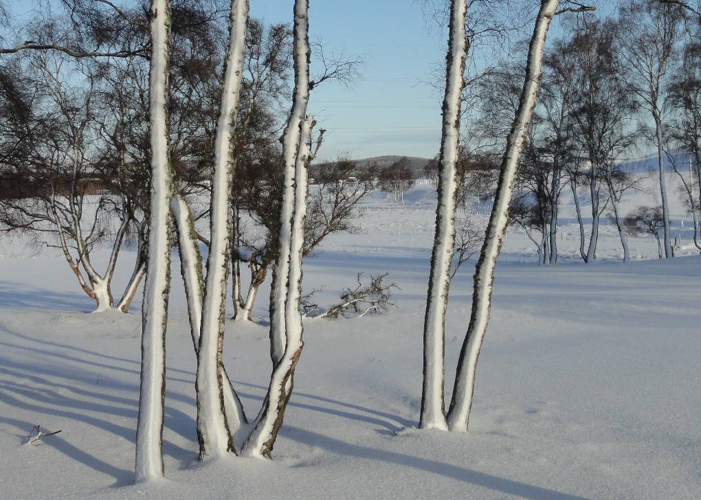 Aviemore, Inverness-shire, Windblown snow on birches, Boat of Garten, 14 Jan '15...