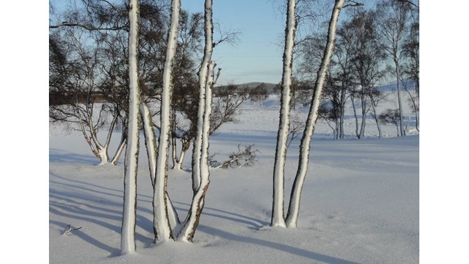 Windblown snow on birches, Boat of Garten, 14 Jan  15. Posted by slowoldgit