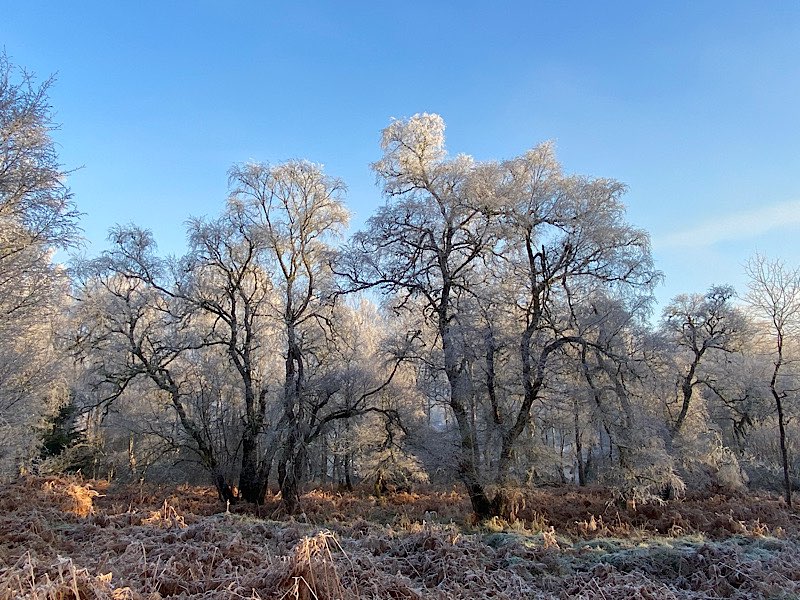 Grantown on Spey, Scottish Highlands, Frosty afternoon ...
