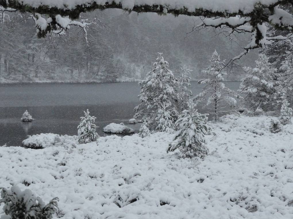 30 Jan '16, looking across Loch an Eilein, Rothiemurchus. snow falling Aviemore, Strathspey,N Scotland, sent by slowoldgit