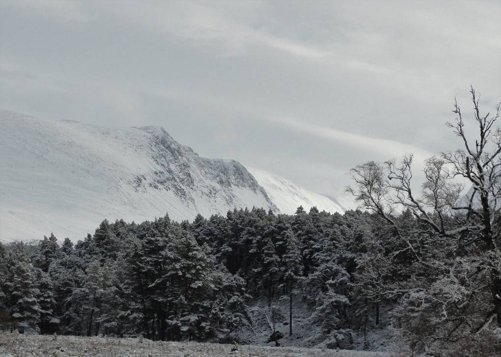 Aviemore, Strathspey, Lurcher's Crag, Cairngorm Range, through falling snow, 13 Feb '18, from Rot...