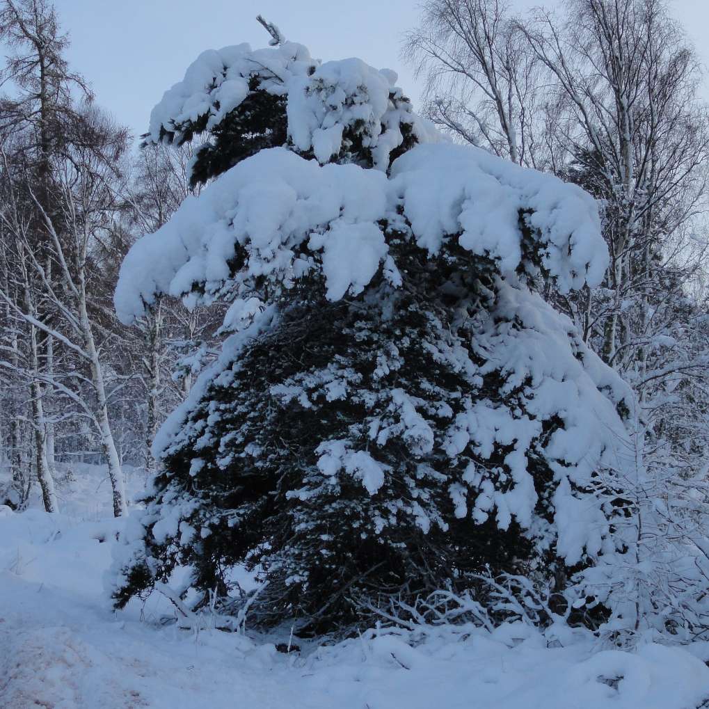 Aviemore, Strathspey, Tree overloaded by snow, 14 Jan '15, by road near Loch Garten...