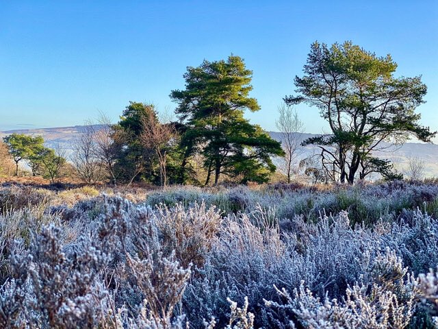 leek, staffordshire, hard fridt on the heather this morning....