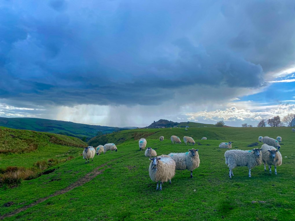 leek, staffordshire, Showery sheep day last May.....