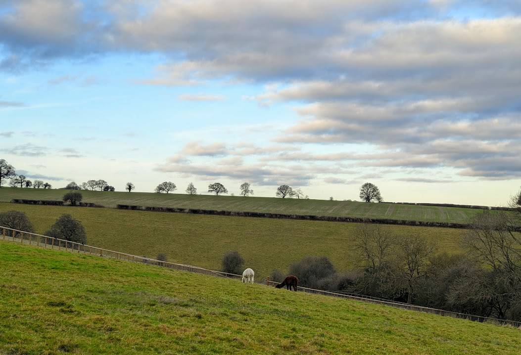 Berkhamsted, Herts, Early February in the Chilterns...