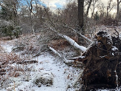 Grantown on Spey, Highlands, Wind damage ...