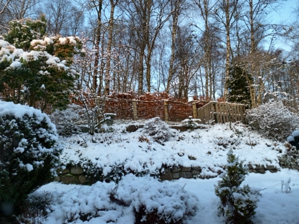 Grantown on Spey, Highlands, Tidy garden! Snow hiding the weeds. ...