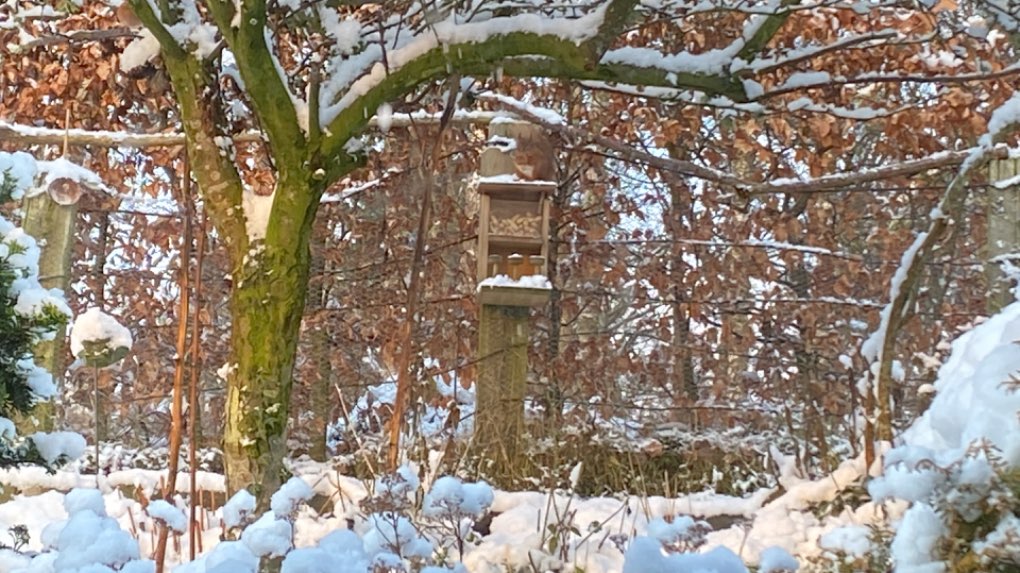 Grantown on Spey, Highlands, Red squirrel at his breakfast....