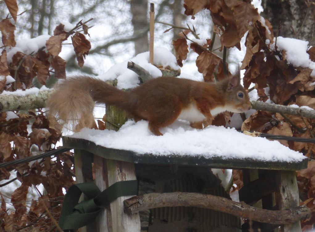 Grantown on Spey, , Red squirrel in the snow closeup! ...