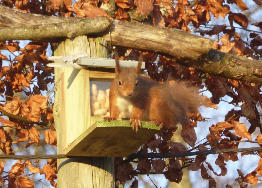 Grantown on Spey, , Red squirrel in the sunshine yesterday! ...
