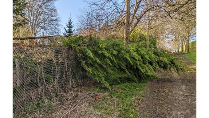 Near to Berkhamsted. Tree felled by Storm Eunice on the Gladstone path. Posted by brian gaze