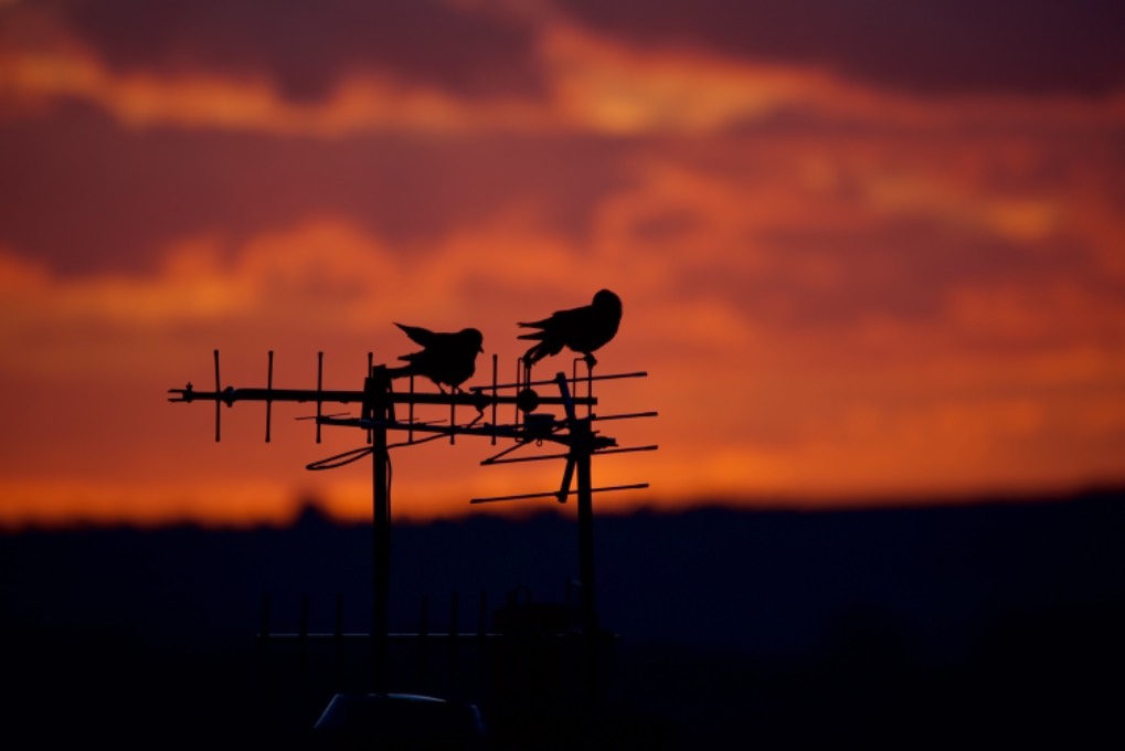 leek, staffordshire, Jackdaws watching the sun go down this evening....