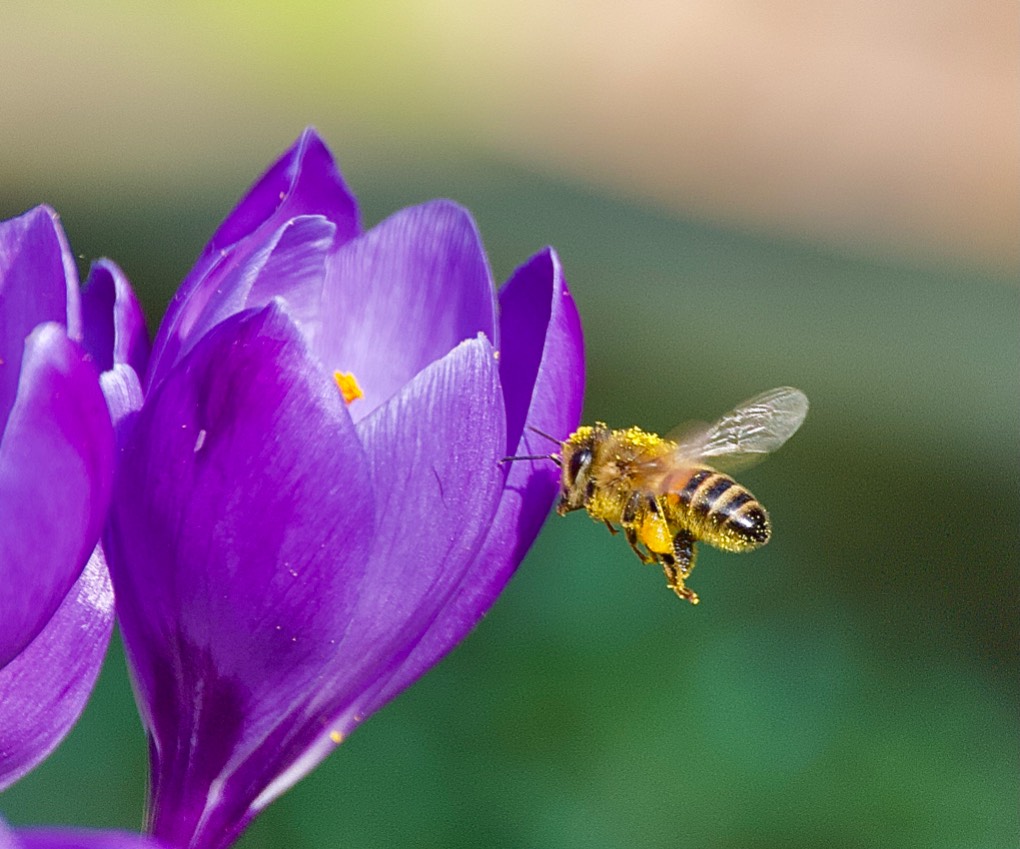 leek, staffordshire, A lovely sunny day,perfect for the bees.....
