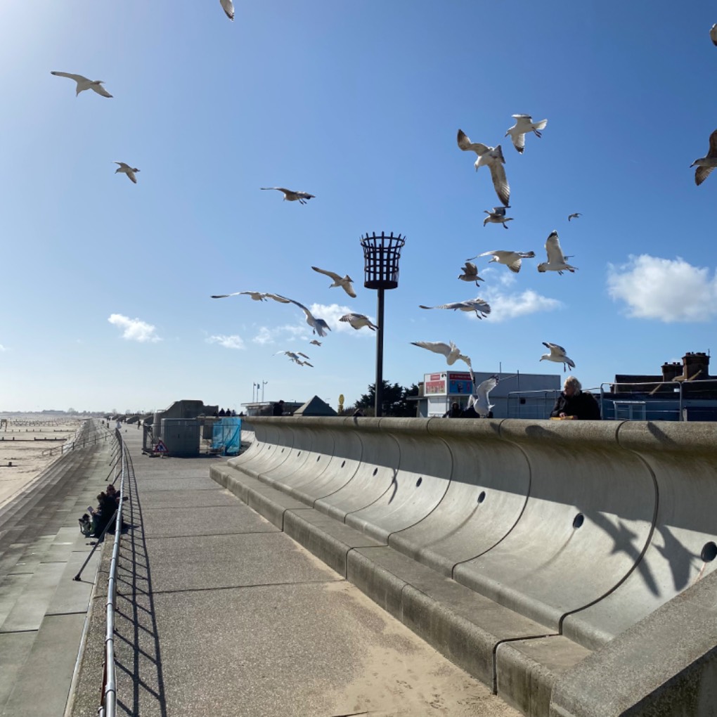 Sunny spring afternoon a flock of seagulls Dymchurch, Kent,United Kingdom, sent by Windy Willow