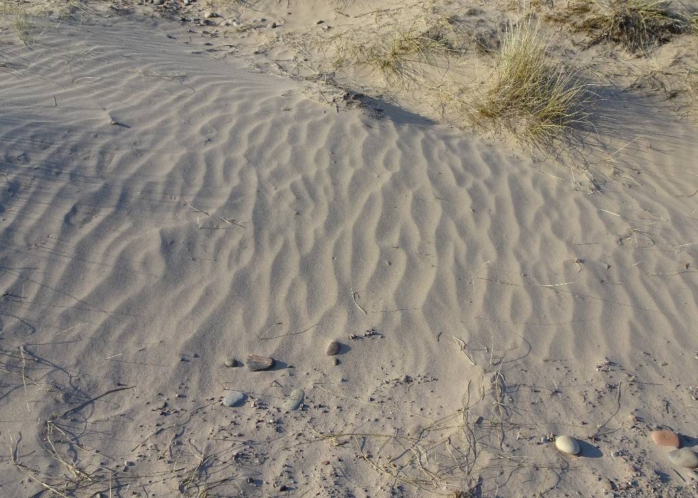 Forres, Moray, Wind-ripples, sand dunes, nr Findhorn, Moray Coast N Scotland. Also marram ...