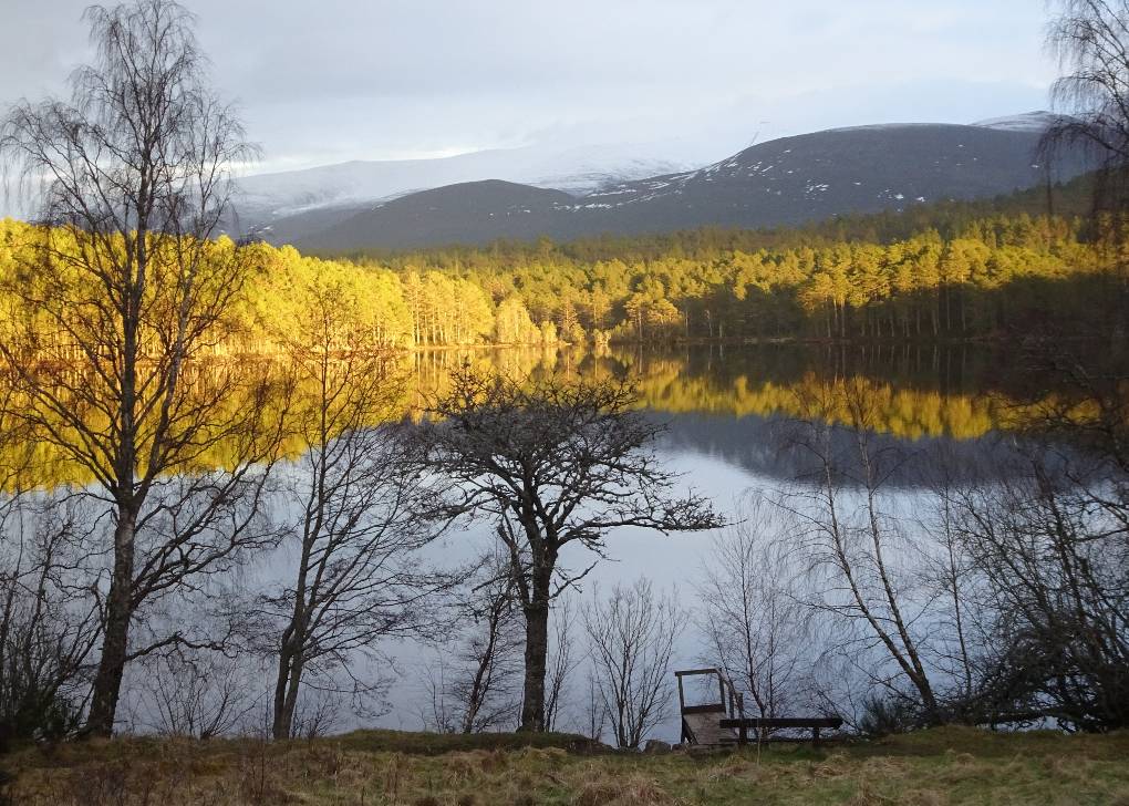 Aviemore, Badenoch, Loch Morlich, evening light, 5 Mar '22, Scots Pne woodland and Cairngorm Ra...