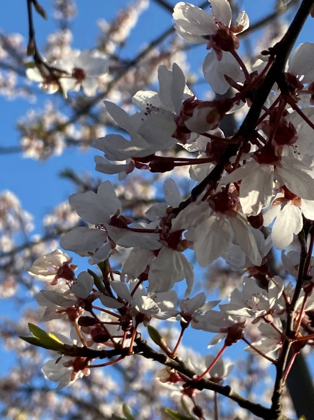Dartford, Kent, Ornamental plum cherry blossom (takena few weeks ago)...