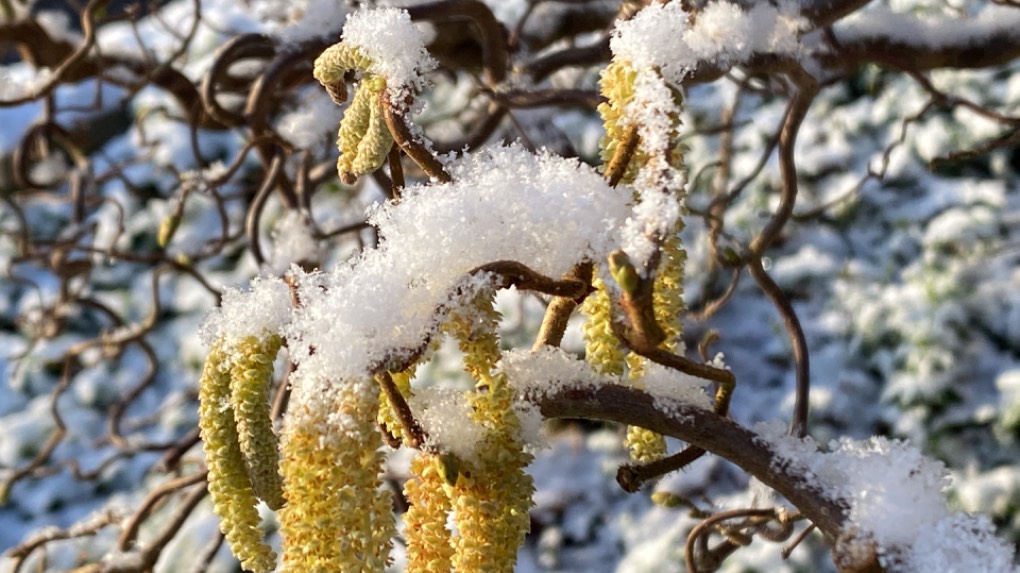 Grantown on Spey, Highlands, Hazel catkins looking chilled ...