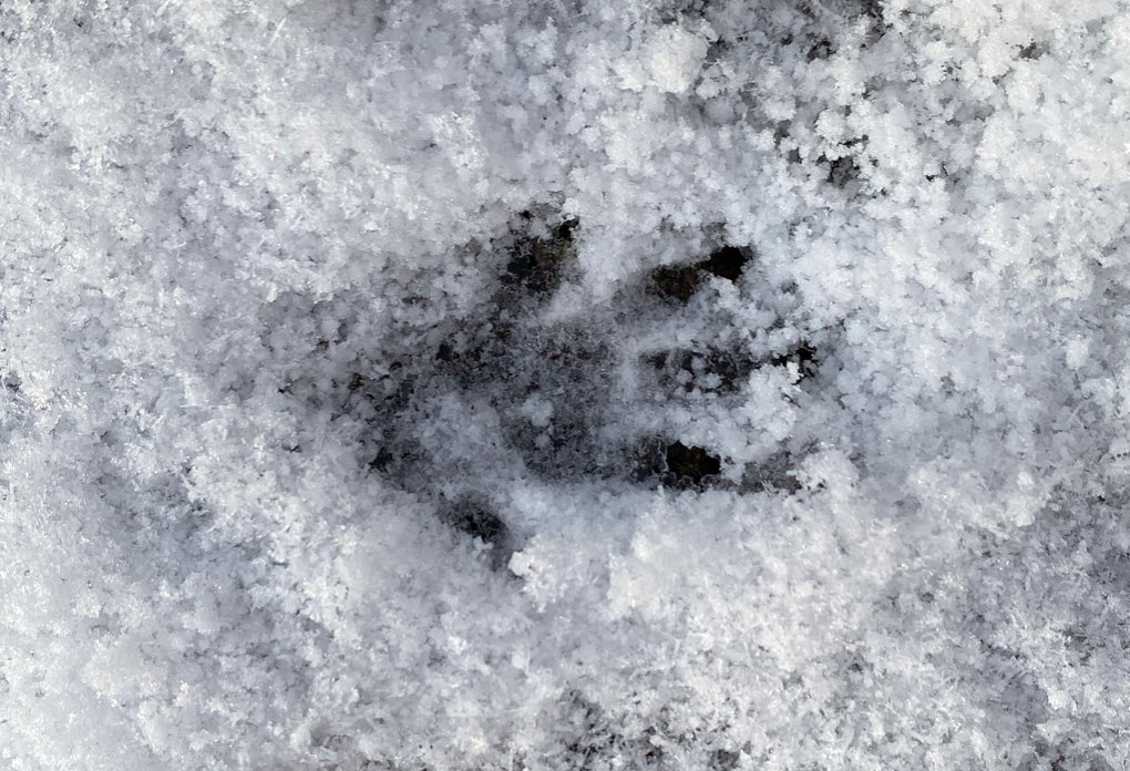 Grantown on Spey, Highlands, Hedgehog out of hibernation too soon!...