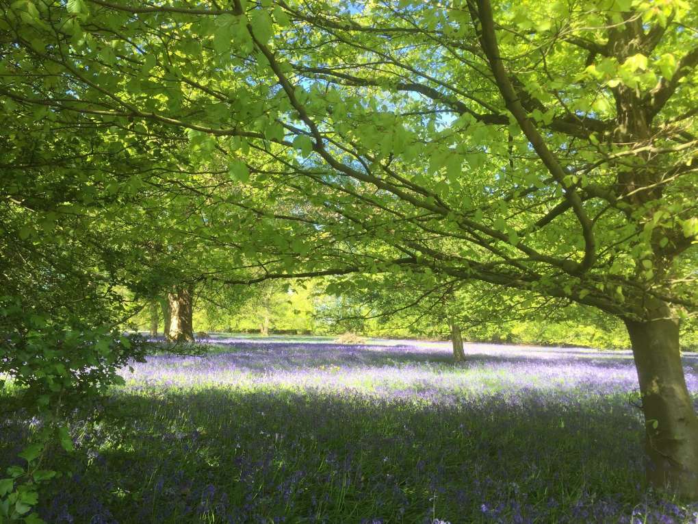 Bluebells in 2019 Wrotham, Kent,, sent by Windy Willow