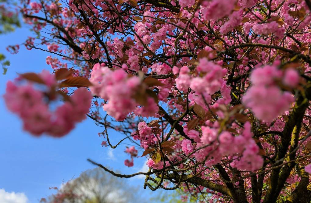 Berkhamsted, Herts, Cherry blossom...