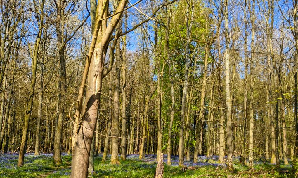 Ashridge, Hertfordshire, Bluebells at Ashridge starting to flower...