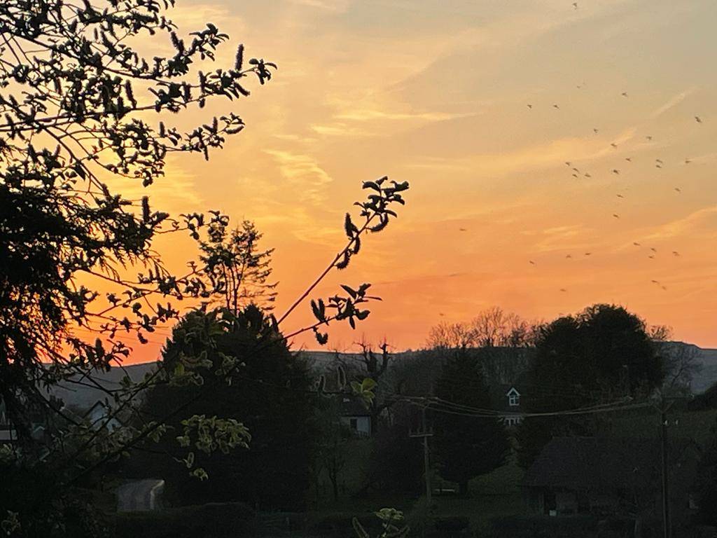 Rudry, Caerphilly, Mosquitoes at dusk ...