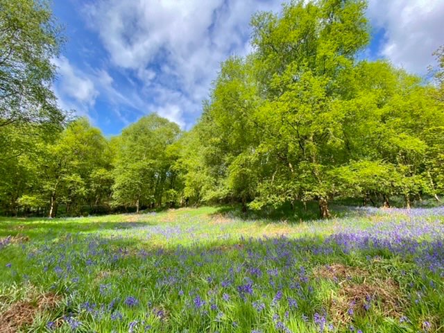 Leek, Staffordshire, Looking lush after much needed rainfall....