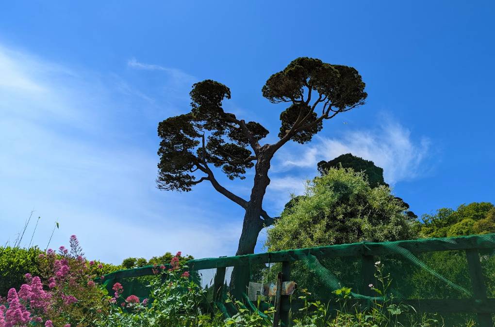 Salcombe, Devon, Fine weather under the pine tree...