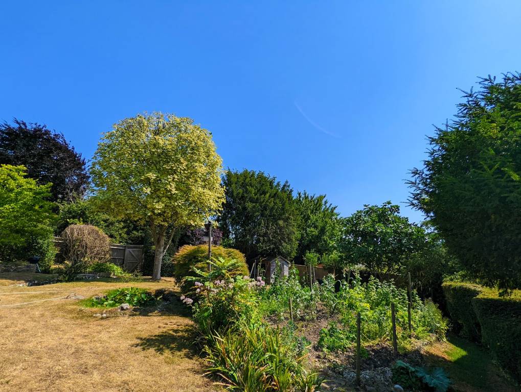 Berkhamsted, Herts, A parched looking garden on the hottest day recorded in the UK...