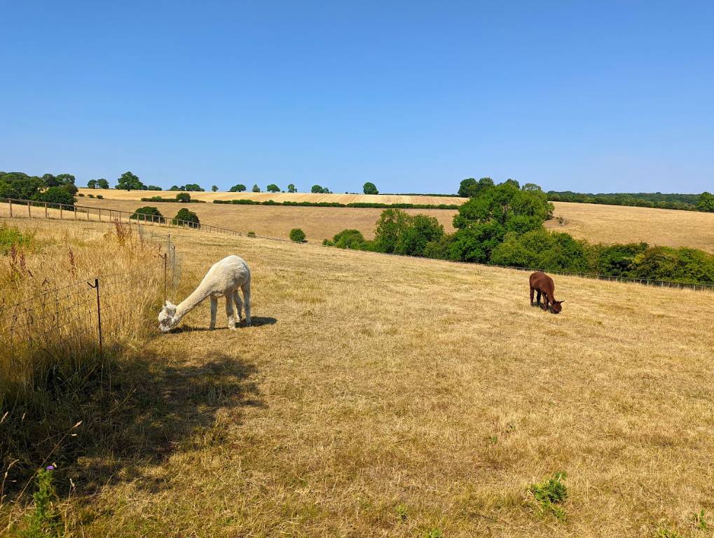 Berkhamsted, Herts, At least the Alpacas do not seem phased by the record heat...