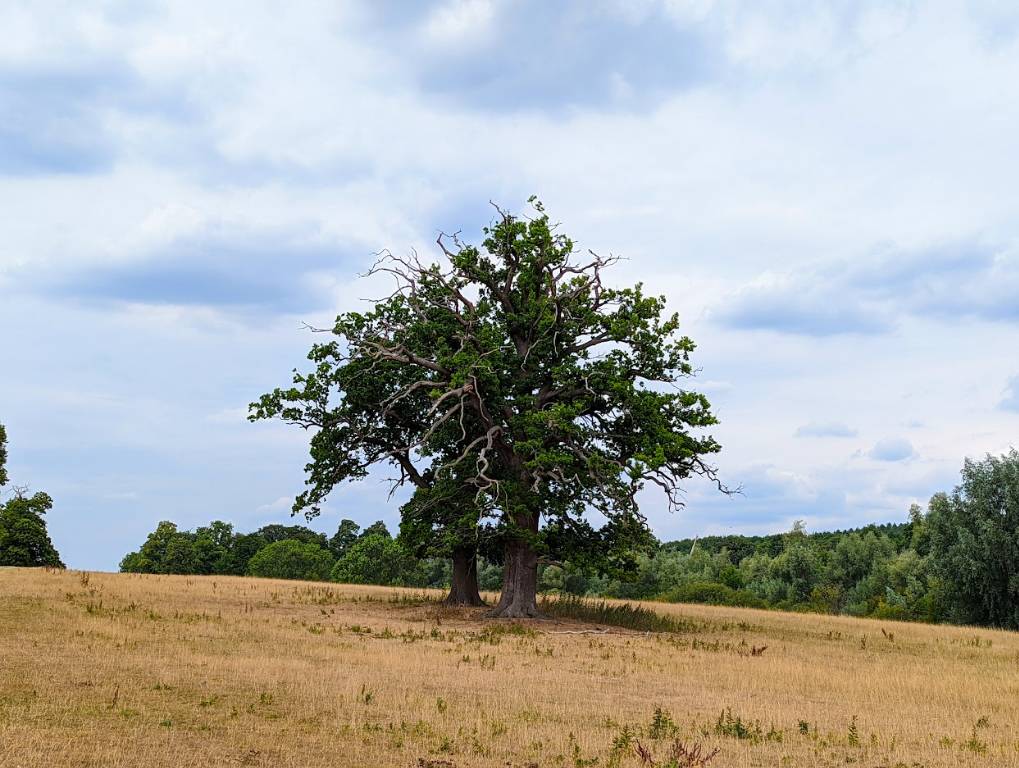 Amersham, Bucks, Quite warm but mostly cloudy in late July...