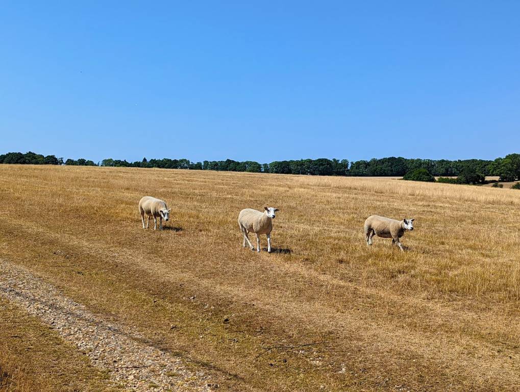 Sheep in the arid Chilterns Berkhamsted, Herts,, sent by brian gaze
