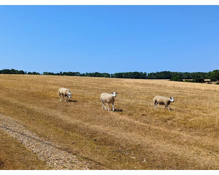 Sheep in the arid Chilterns. Posted by brian gaze